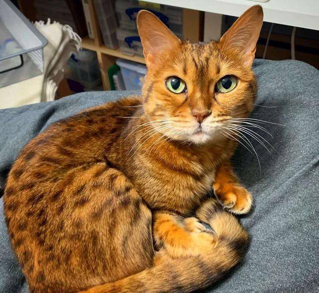 原创猫忧心忡忡的5种表现,猫会担忧三种事,铲屎官要多和猫交流