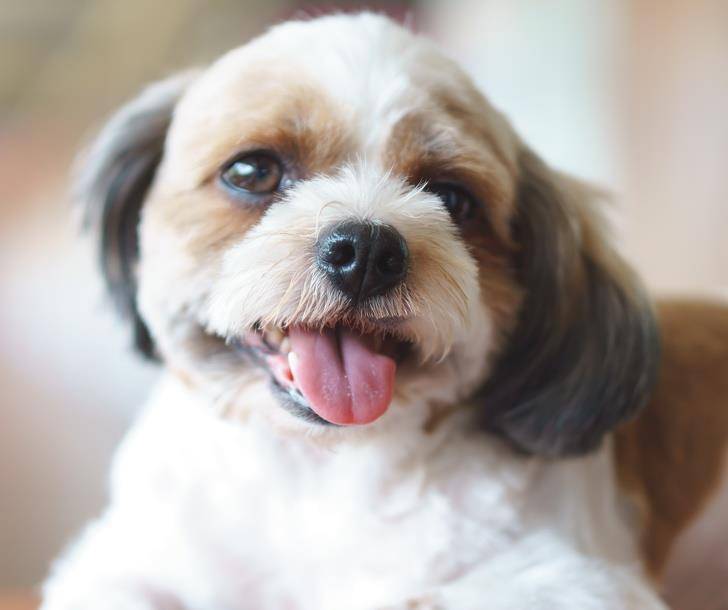 谁说串串不好看的?你过来,这18只杂交犬哪一只不是可爱到爆