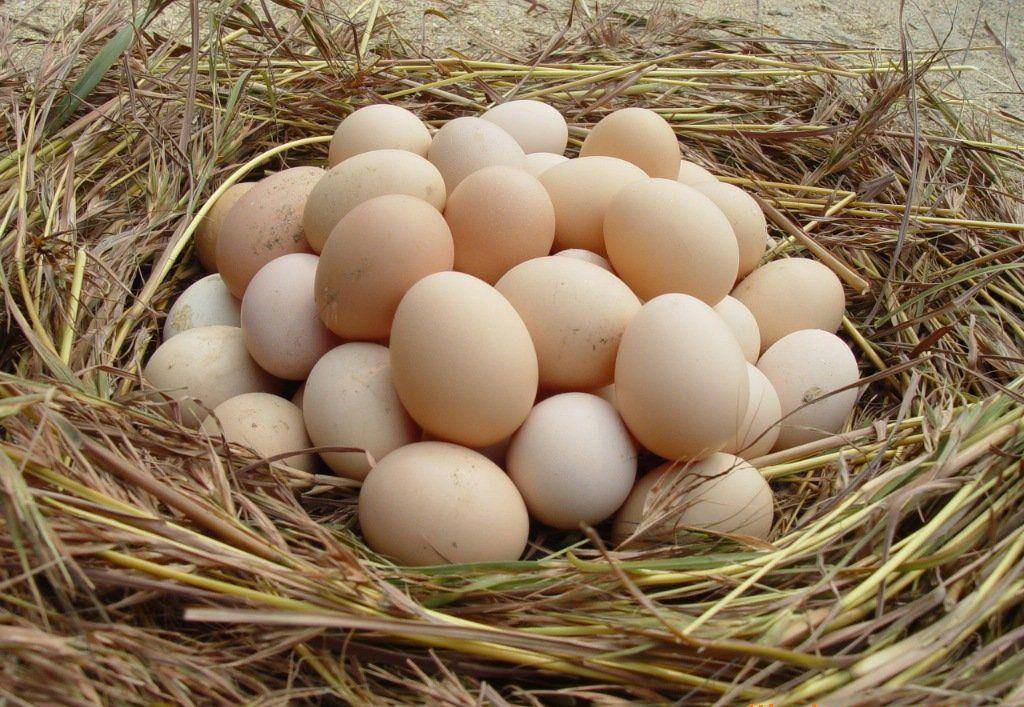 今日辟谣听说土鸡蛋的营养价值比普通鸡蛋更高