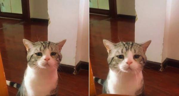 原创猫咪撇嘴好委屈,近看眼中含泪,网友心疼:快让我抱抱