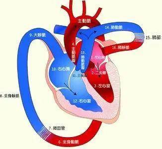 可朱大娘的心脏血液在循环中出现了两处阻挡,一处是因左室流出道重度