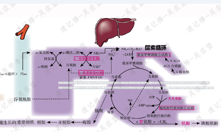 肝性脑病的机理临床表现理解记忆吴在望