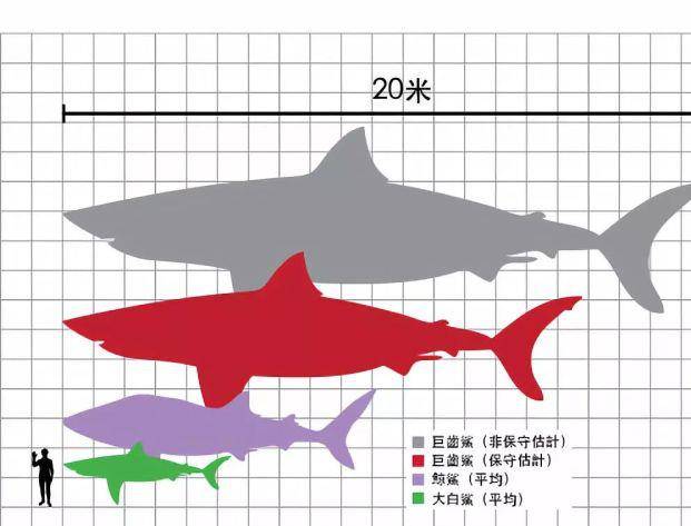 原创曾是海洋霸主的巨齿鲨,咬合力超过霸王龙,至今还存在?