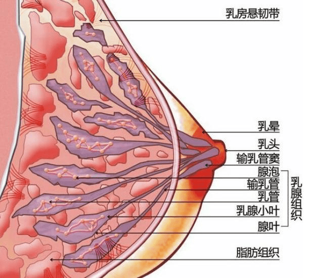 揉胸会让胸部变大吗?