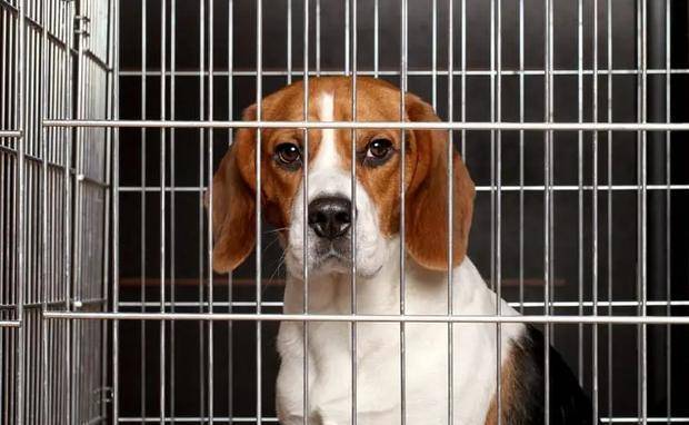 为证明吸烟无害英国公司拿比格犬进行残忍实验结果如何
