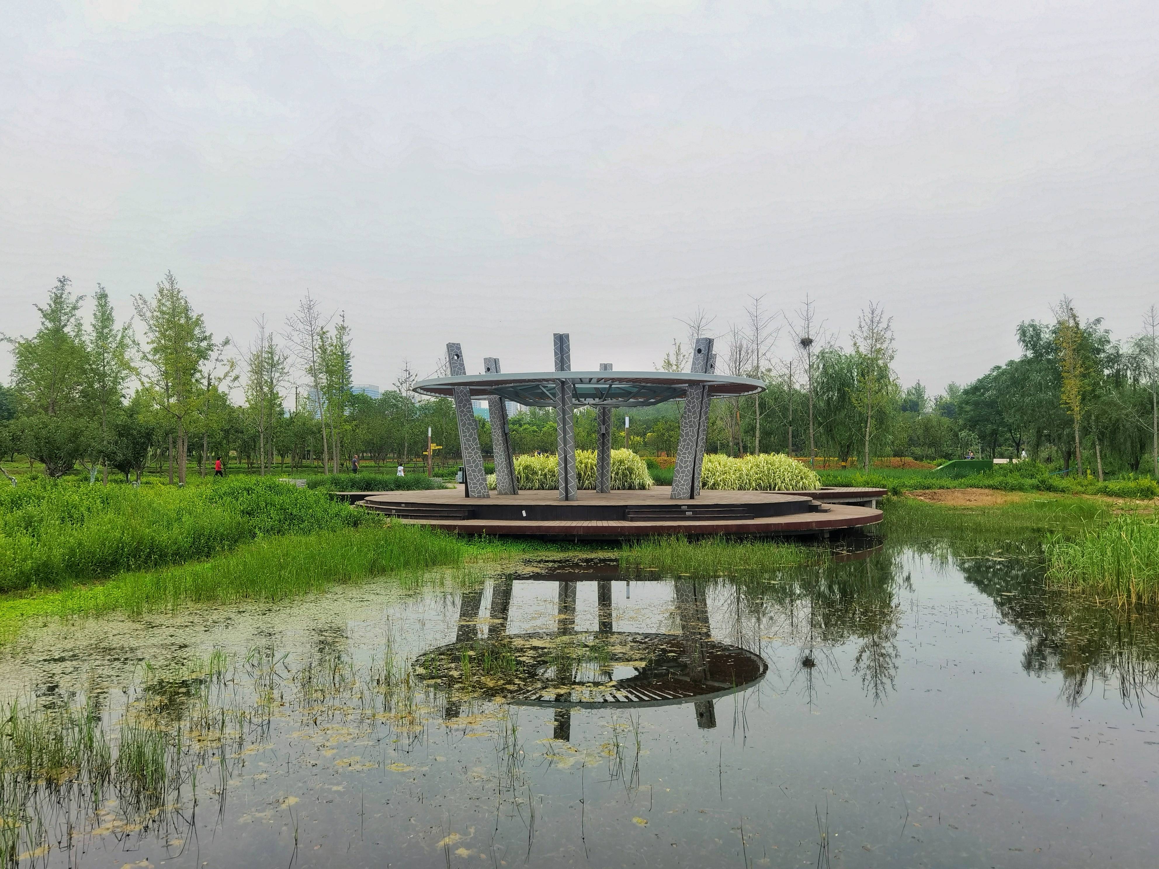 河南郑州龙湖湿地公园的雨后景观,真是绿色养眼