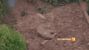 原创象群小范围迂回迁移!大象雨中洗泥浴