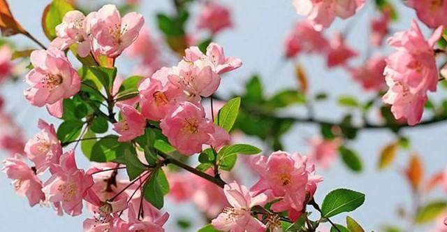 3种花,花朵姿态万千,花色艳丽,非常优美_海棠花