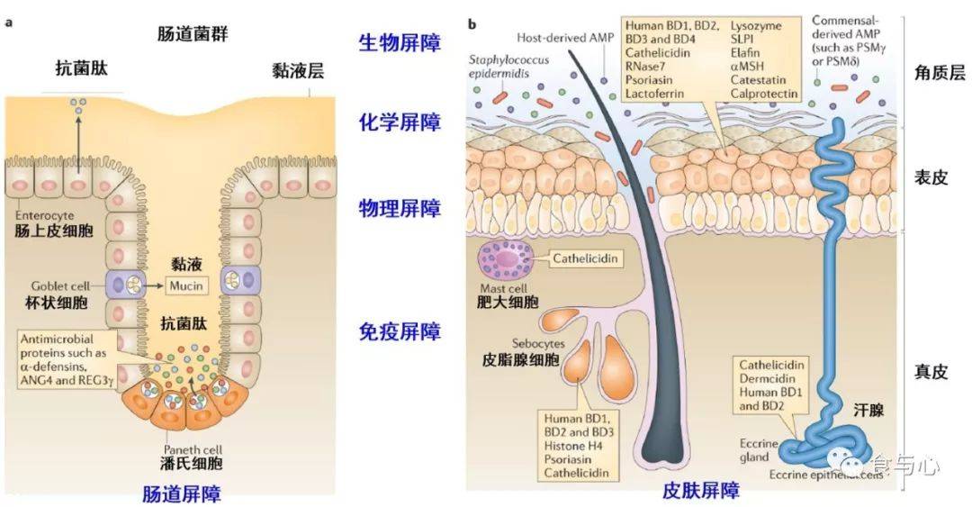 肠漏,你必须知道的热知识11:皮肤屏障,痤疮和湿疹皮炎_生物