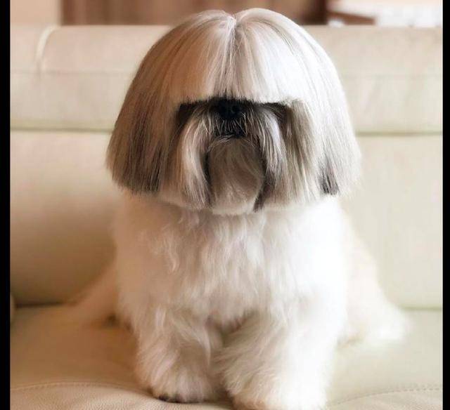 主人给狗做了蘑菇头发型,它一脸严肃,好像妈妈剪发回来的样子_狗狗