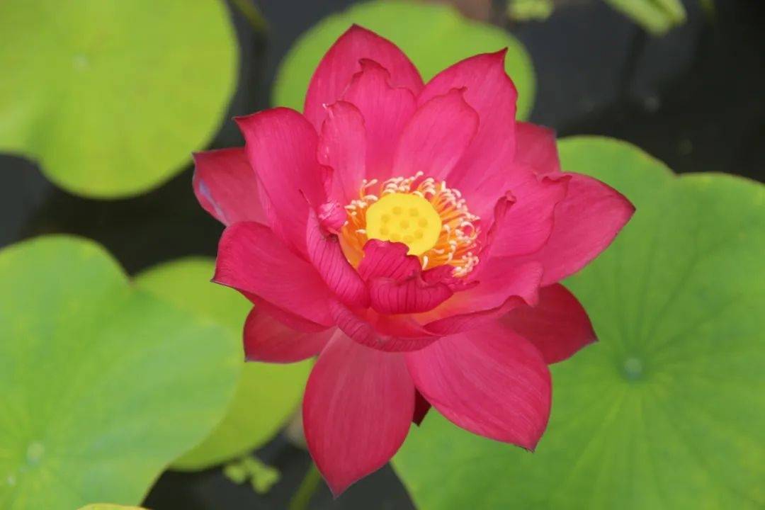 中国红·遵义"中国红 西柏坡"是中大型单瓣型红莲品种,花瓣宽厚