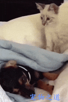 狗狗困了想睡觉,猫咪却一直捣乱,狗狗只好出此下策,笑