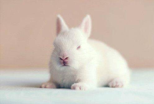 兔子大多毛色雪白,温顺可爱,不会像猫咪那样高冷,动不动挠你一爪子.