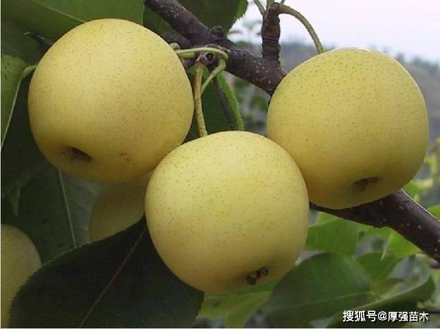 梨新品种种植技术,四川梨树苗批发基地,梨苗该怎么种植管理?