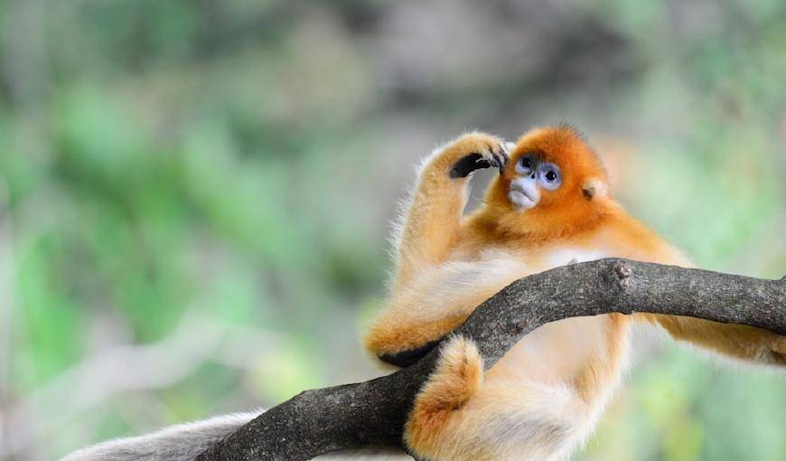 原创川金丝猴为中国特有的珍贵动物