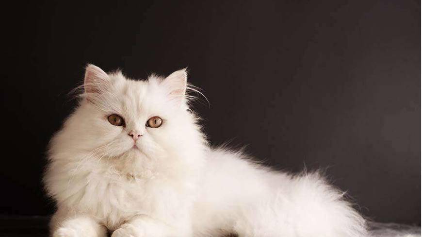 全球最受欢迎的十大猫咪排行榜