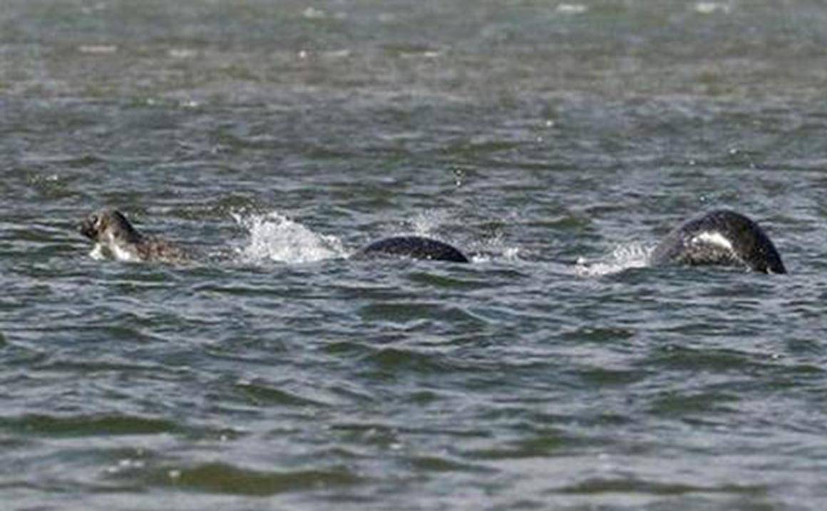 世界十大水怪之一奥古布古水怪目击图身长20米游泳速度惊人