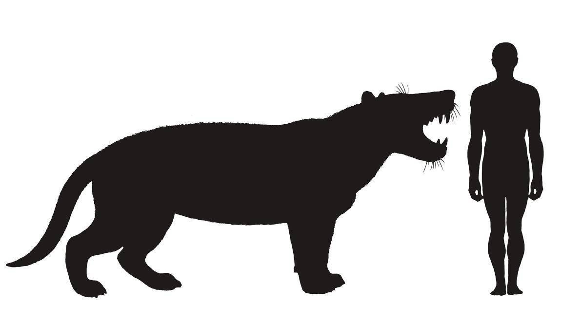 体重可达1500斤,史前巨狮鬣齿兽,为何在500万年前突然