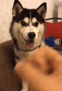 原创主人对着哈士奇比中指,二哈立马就毛了,这下悲剧了