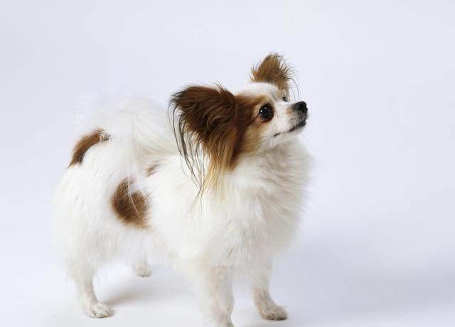 世界名犬——蝴蝶犬(蝶耳犬,巴比伦犬)玩具犬类
