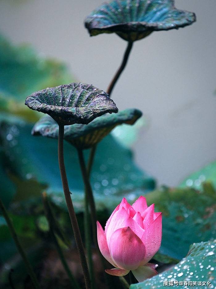 很有深意的佛语句子,透彻智慧,让人醒悟