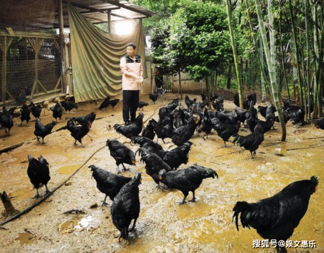 慢慢的,赵亮的养鸡事业开始上升.开饭店也是情理之中.