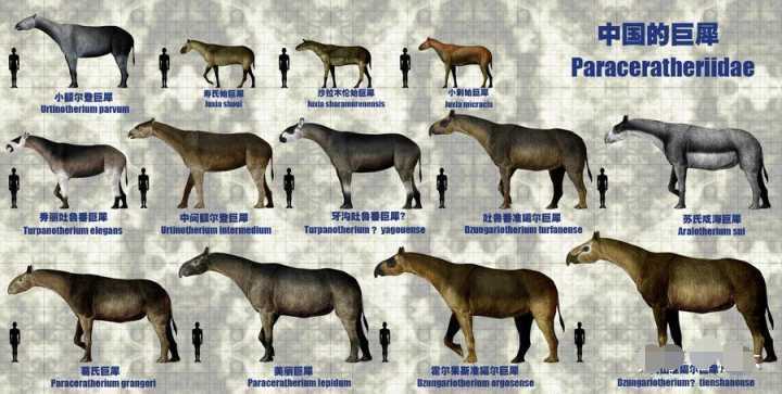 "史上最大陆生哺乳动物"冠军易主:重达24吨的临夏巨犀
