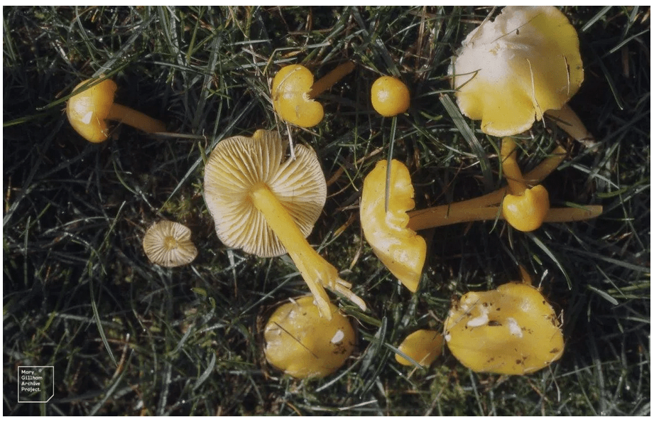 植物想要长得好?先得"种"好土壤微生物_真菌