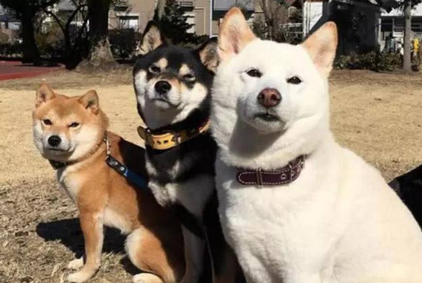 这三只狗子简直是一群"表情包之帝"!