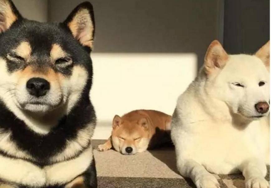 这三只狗子简直是一群"表情包之帝"!