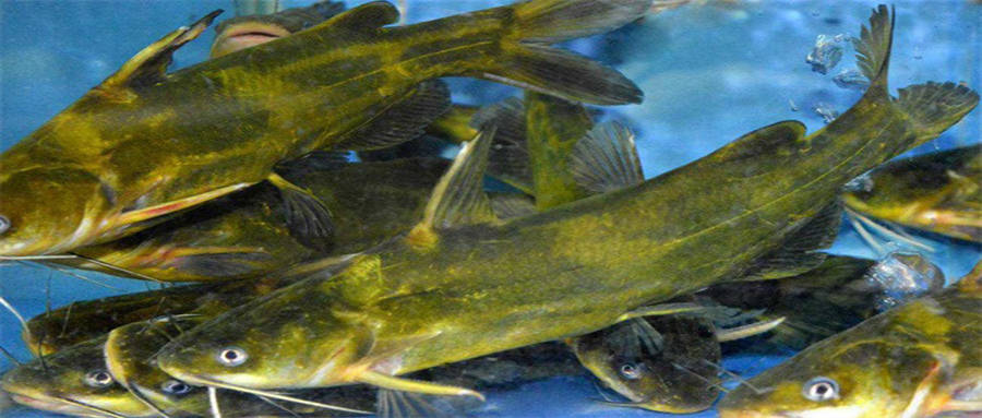 跟随神州12号上天的还有一条鱼,这三种美味的食用鱼,原来都源于人工