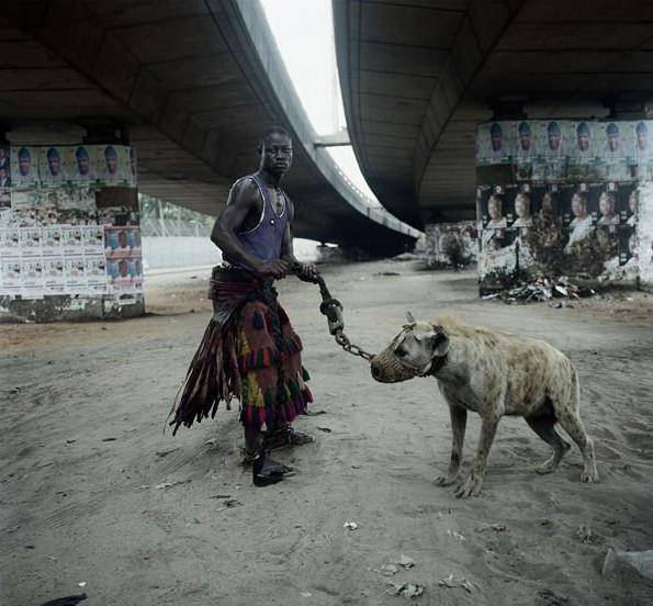 比特犬在非洲斗犬界根本撑不过五个回合,原因是因为有