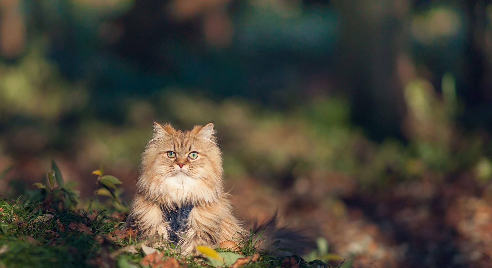 可爱呆萌小猫咪高清图片