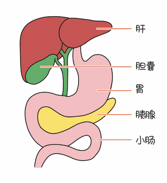 胆囊癌比胰腺癌还凶险堪称癌中之王