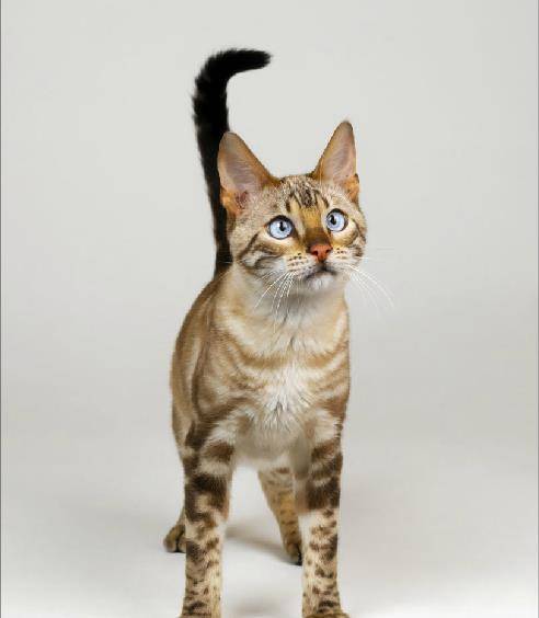埃及猫是点状虎斑种的猫中唯一不以人工繁殖,很有个性,形体适中