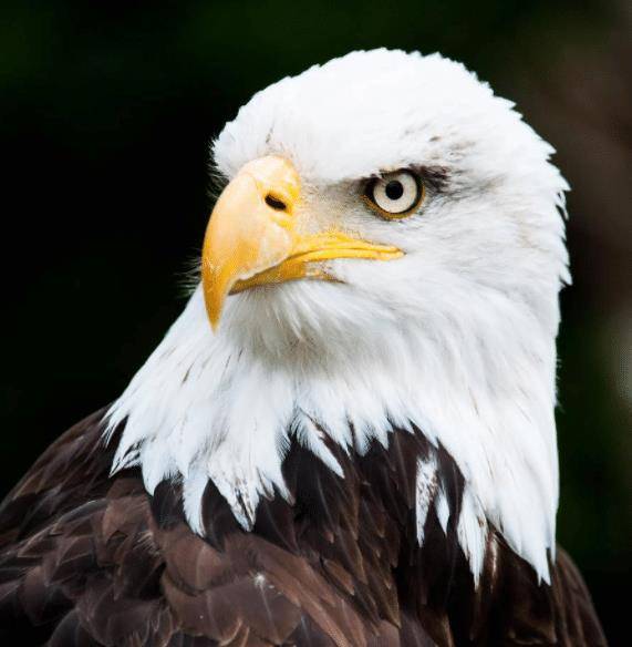 美国国鸟是"白头鹰",日本国鸟是"绿雉",中国的国鸟是什么?