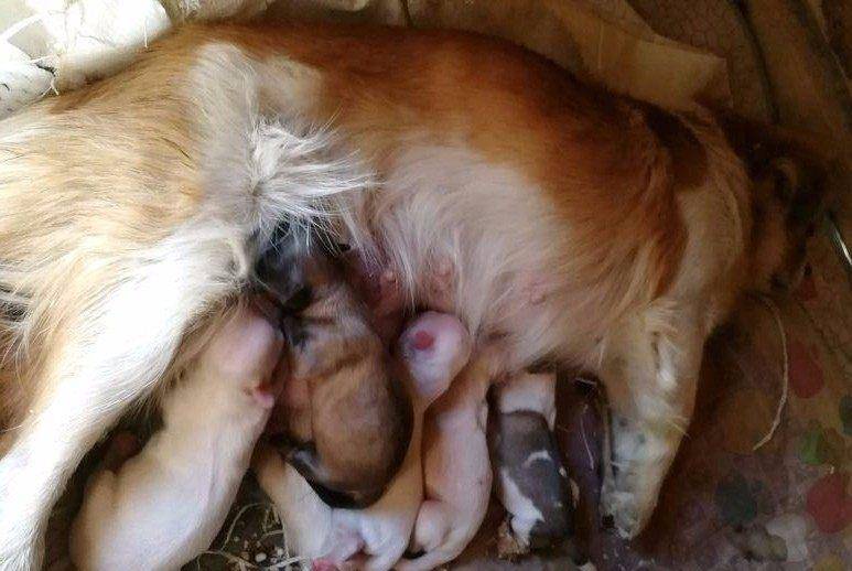 好心女子收养一只母狗,回家两天生下6只狗崽,担心小狗