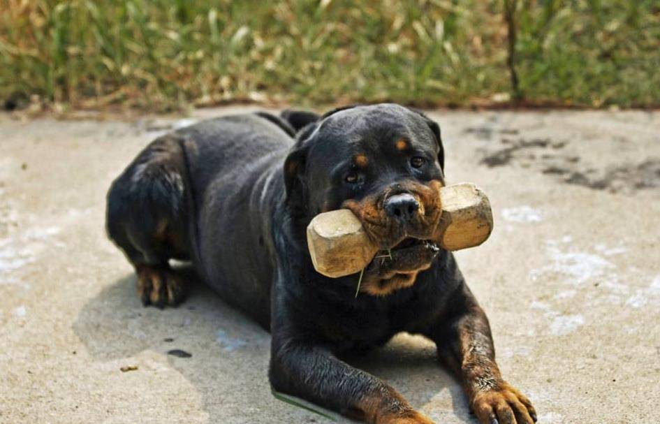 十大忠诚的狗中排第三的罗威纳犬!