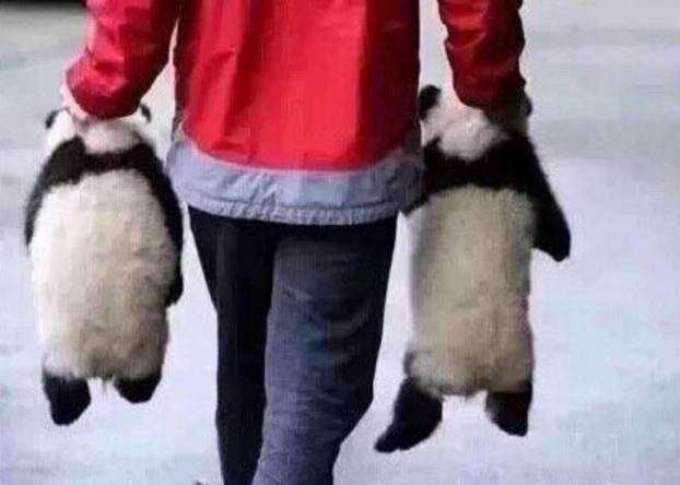 一些熊猫宝宝的看图说话小段子,笑翻了!