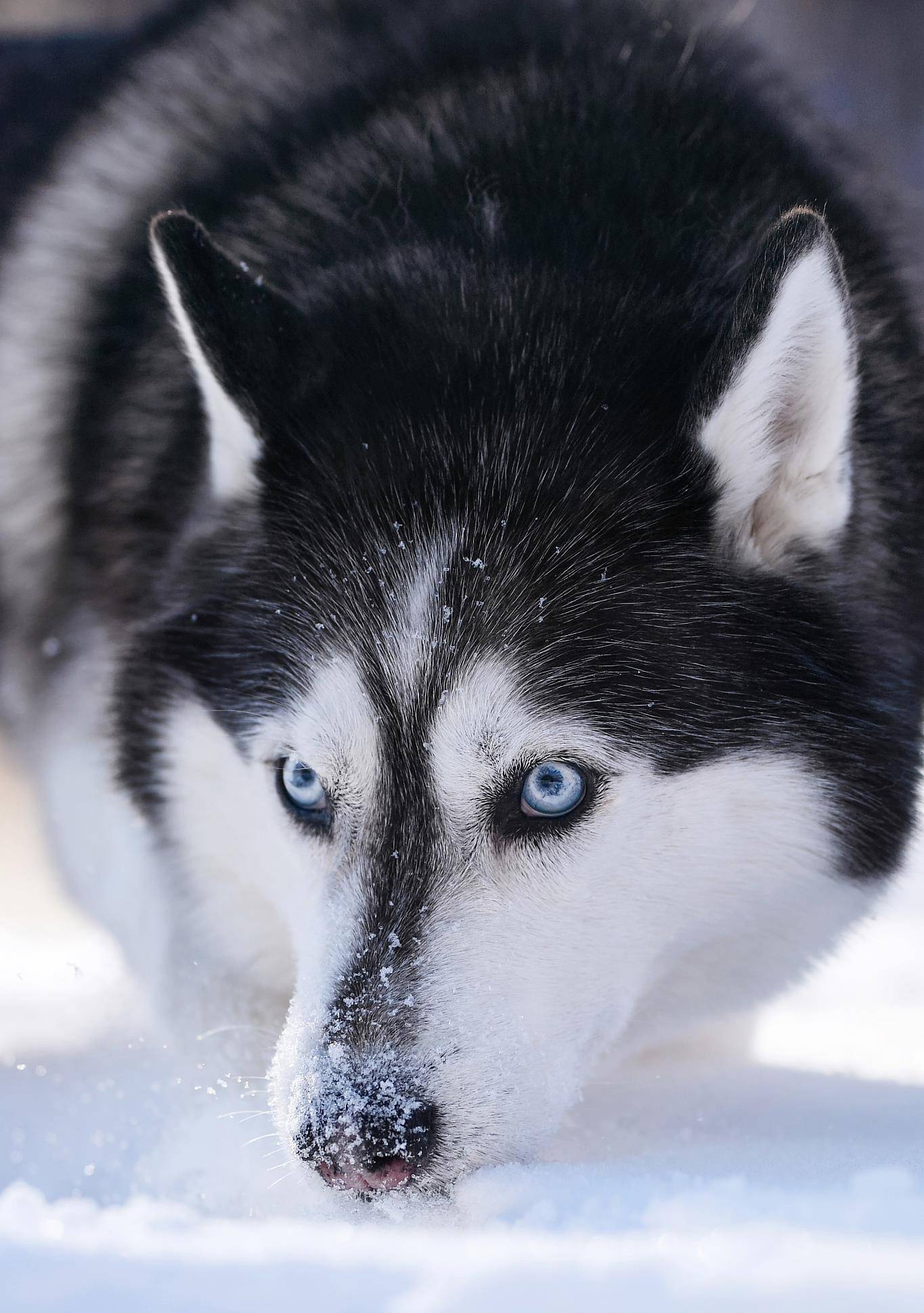 哈士奇,西伯利亚雪橇犬,简称二哈