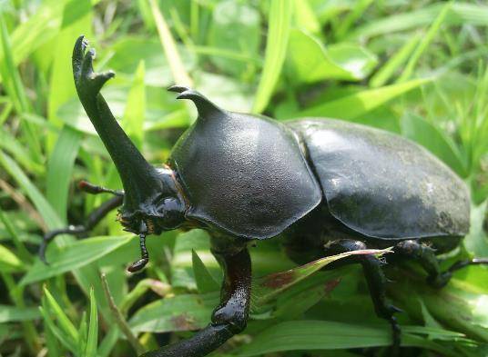 独角仙又名双叉犀金龟,是金龟子的一种,因为头上有大角而闻名.