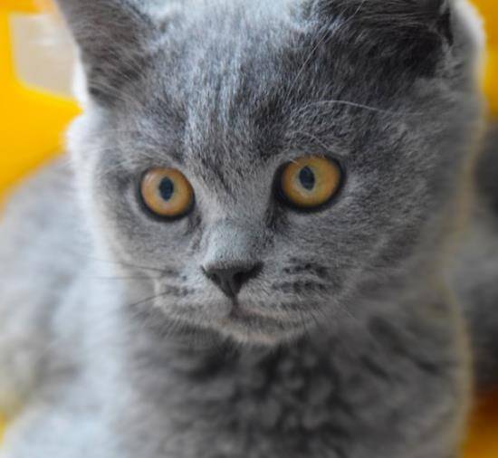 感觉这只蓝猫在卖萌,喜欢抱着蓝猫睡觉,惹人喜欢_样子