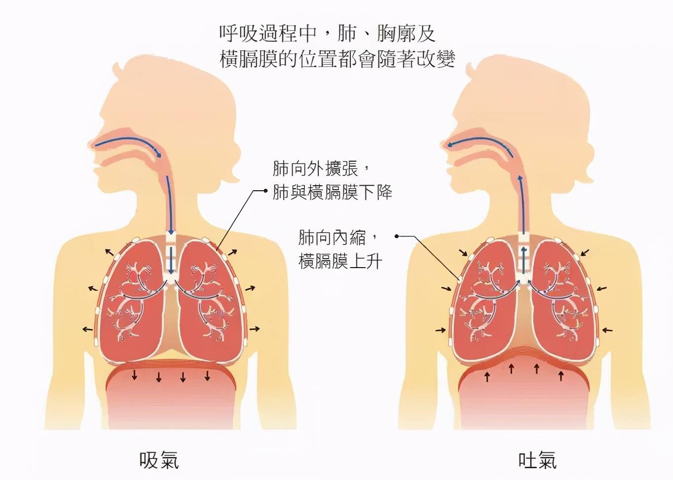 6,狗喘气练习