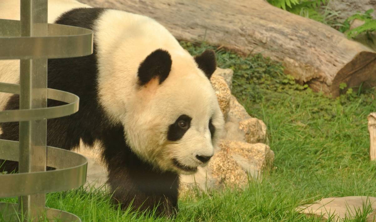 旅美大熊猫回国,美国人到底有多喜欢国宝呢?来看看国宝萌照吧!