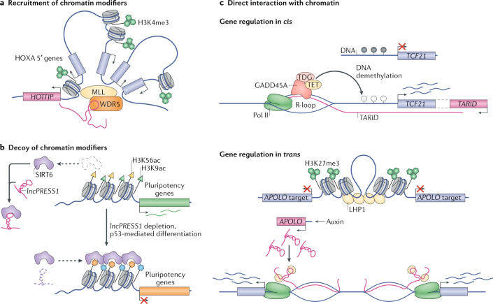 lncrna也不难一篇全看完