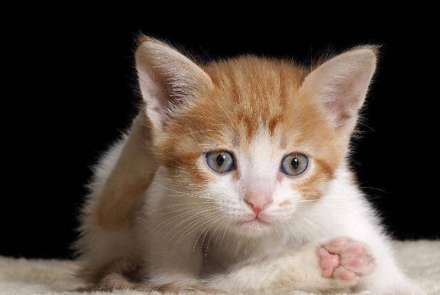 呆萌的小橘猫总是惹人喜爱,黄白相间的毛发,呆萌的小眼神,一举一动都