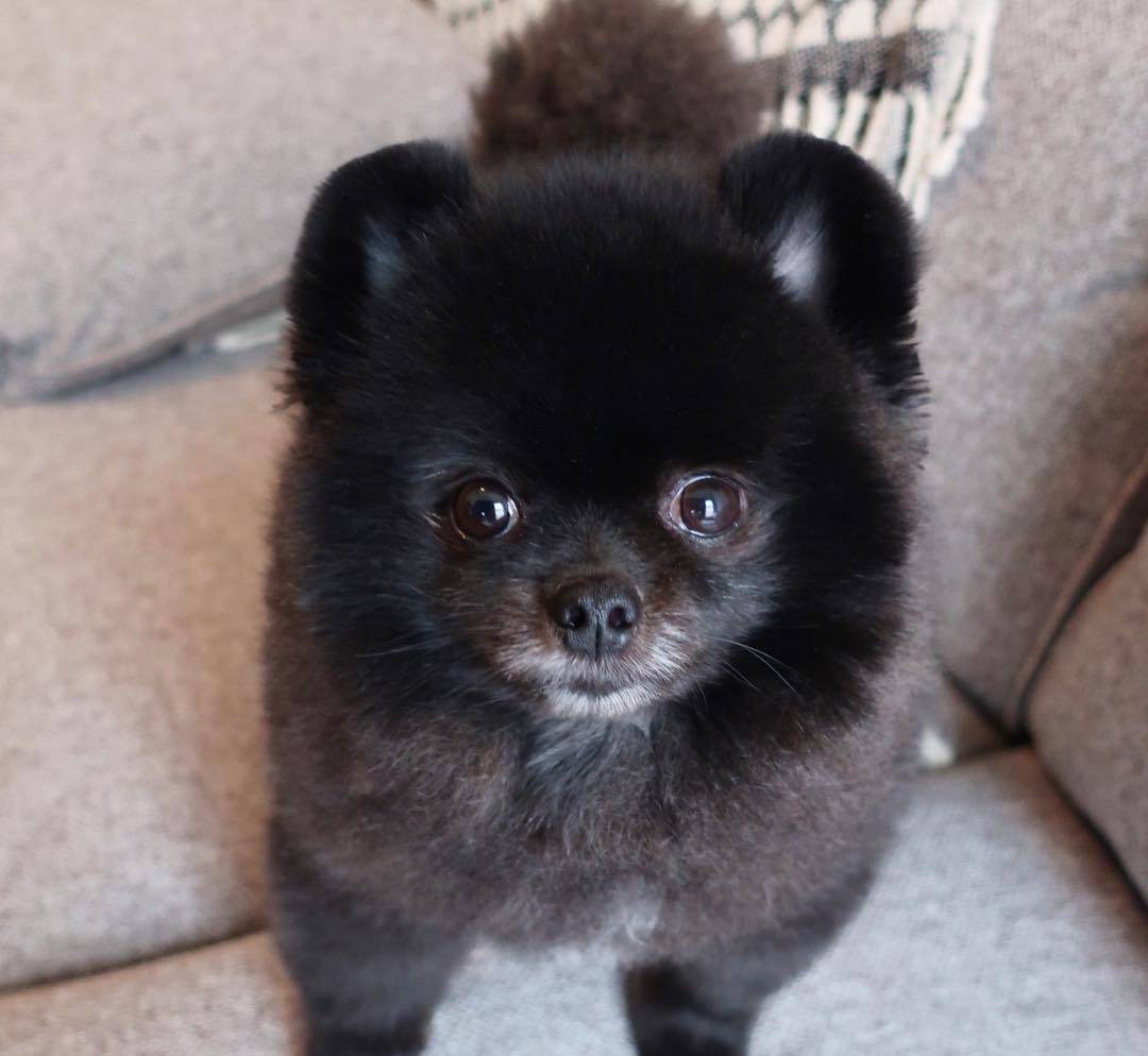 见过这只来自韩国名叫玉米的黑色小博美宠物狗狗吗 超可爱