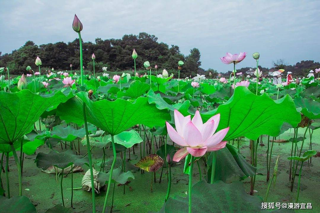 六月芳菲荷处寻夏夷陵区百亩荷花免费赏