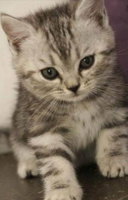 猫咪的童年照个个都萌萌哒网友看到图3我就知道钱包不保