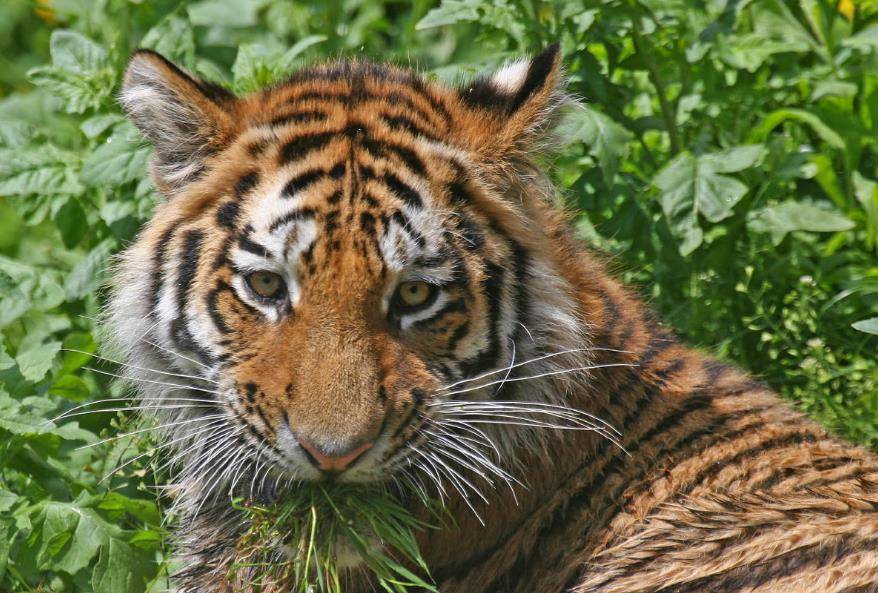 老虎是典型的山地林栖动物,大型猫科动物,四肢健壮有力